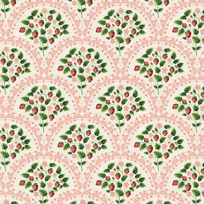 Scallop - Red