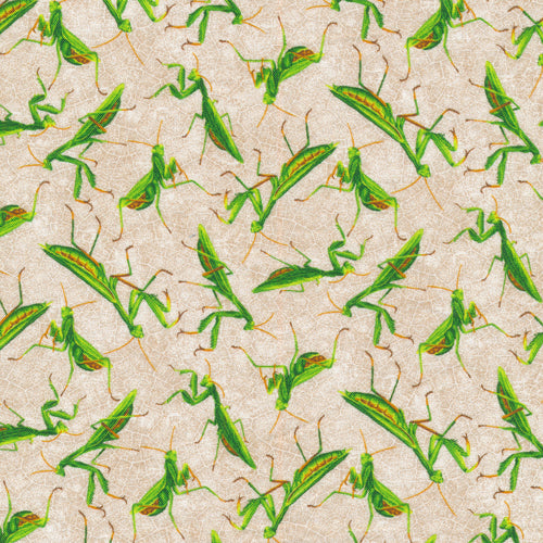 Pray Mantis - Grey