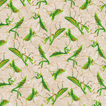 Pray Mantis - Grey